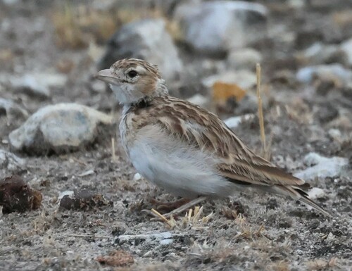 Stark's Lark (Spizocorys starki), photo 5