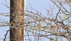 Acacia erioloba (Acacia erioloba)