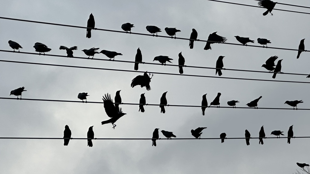 January Crow American Crow from N Naomi St, Burbank, CA, US on January 17, 2024 at ...