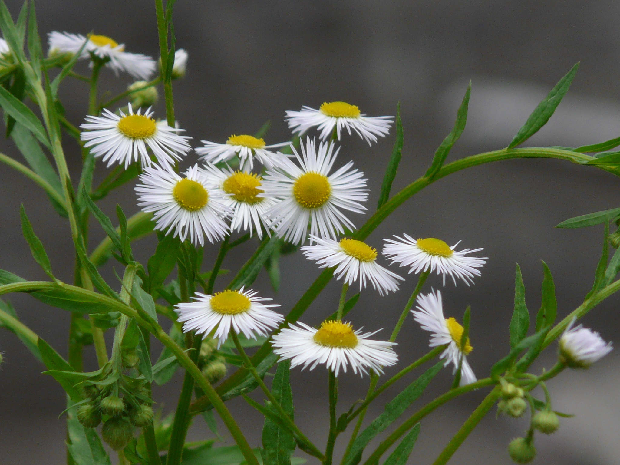 Erigeron annuus