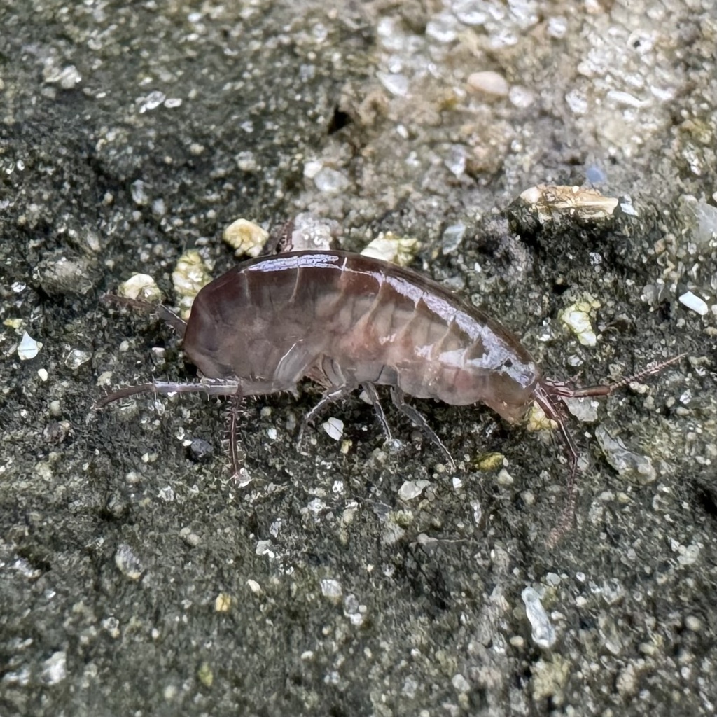 Terrestrial Amphipods from North Hutchinson Island, Vero Beach, FL, US ...