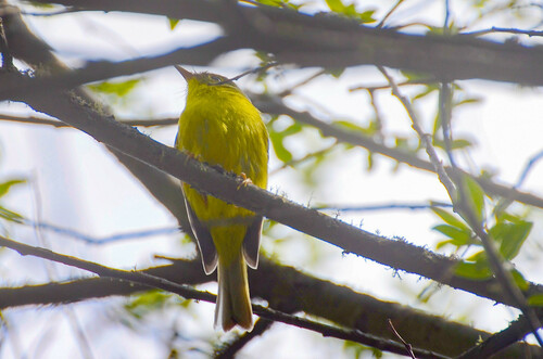 Bianchi's Warbler (Phylloscopus valentini), photo 4