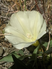 Calystegia subacaulis episcopalis