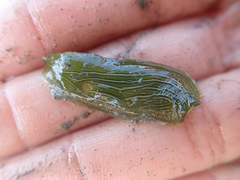 Phyllaplysia taylori