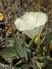 Calystegia subacaulis episcopalis