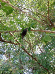 Melanis cephise cephise