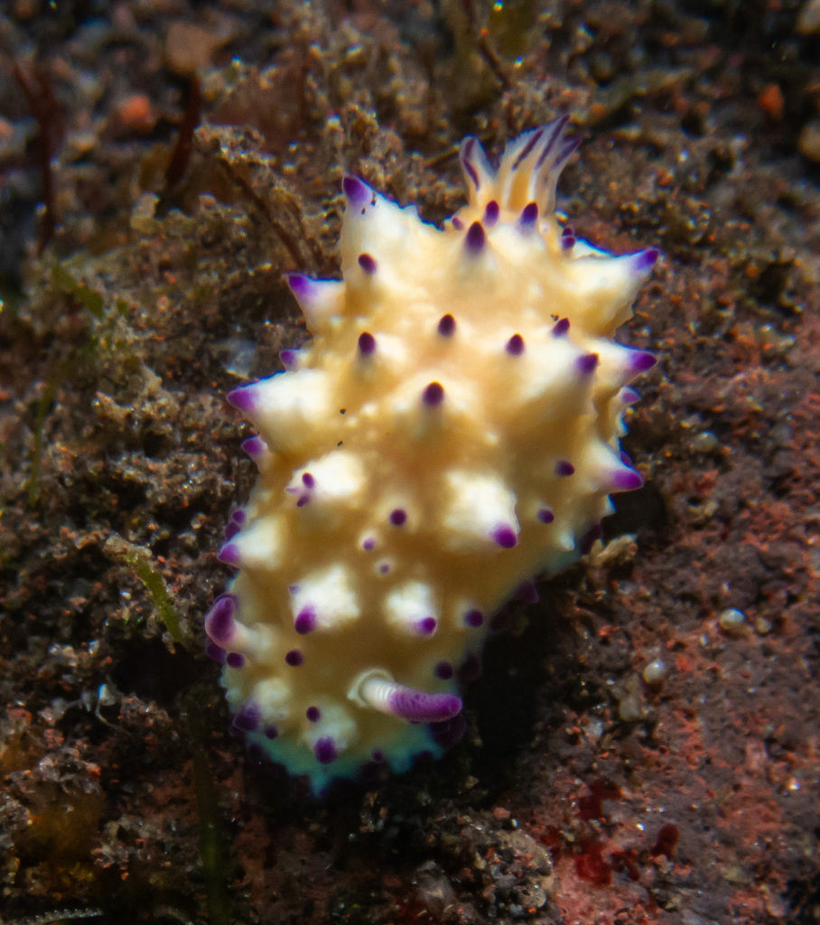Beau Vallon Magnificent Slug