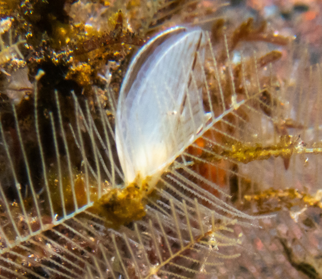 Zebra Wingshell