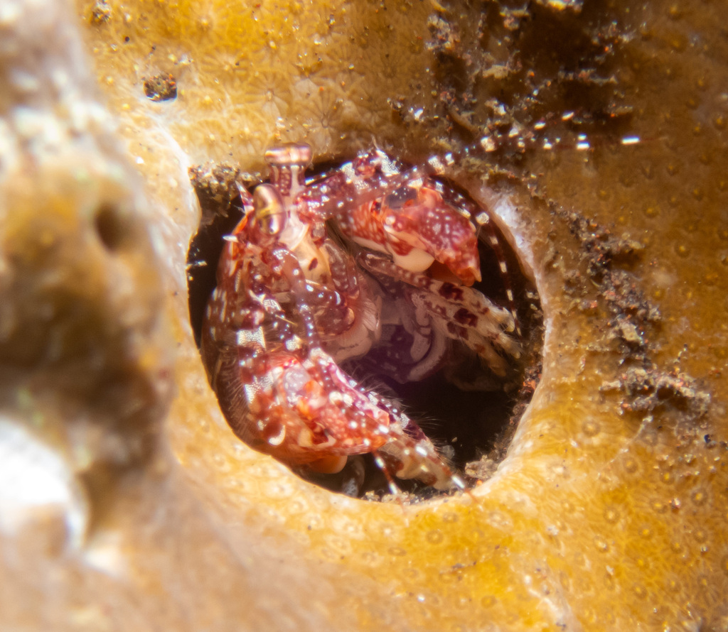 Urchin-tail Mantis Shrimp