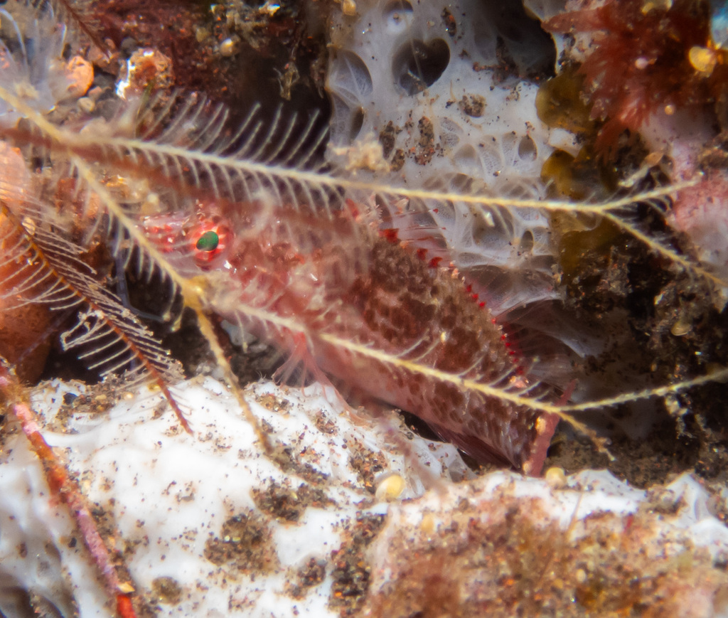 Xenanthias longimanus