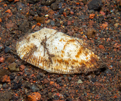 Barbatia trapezina