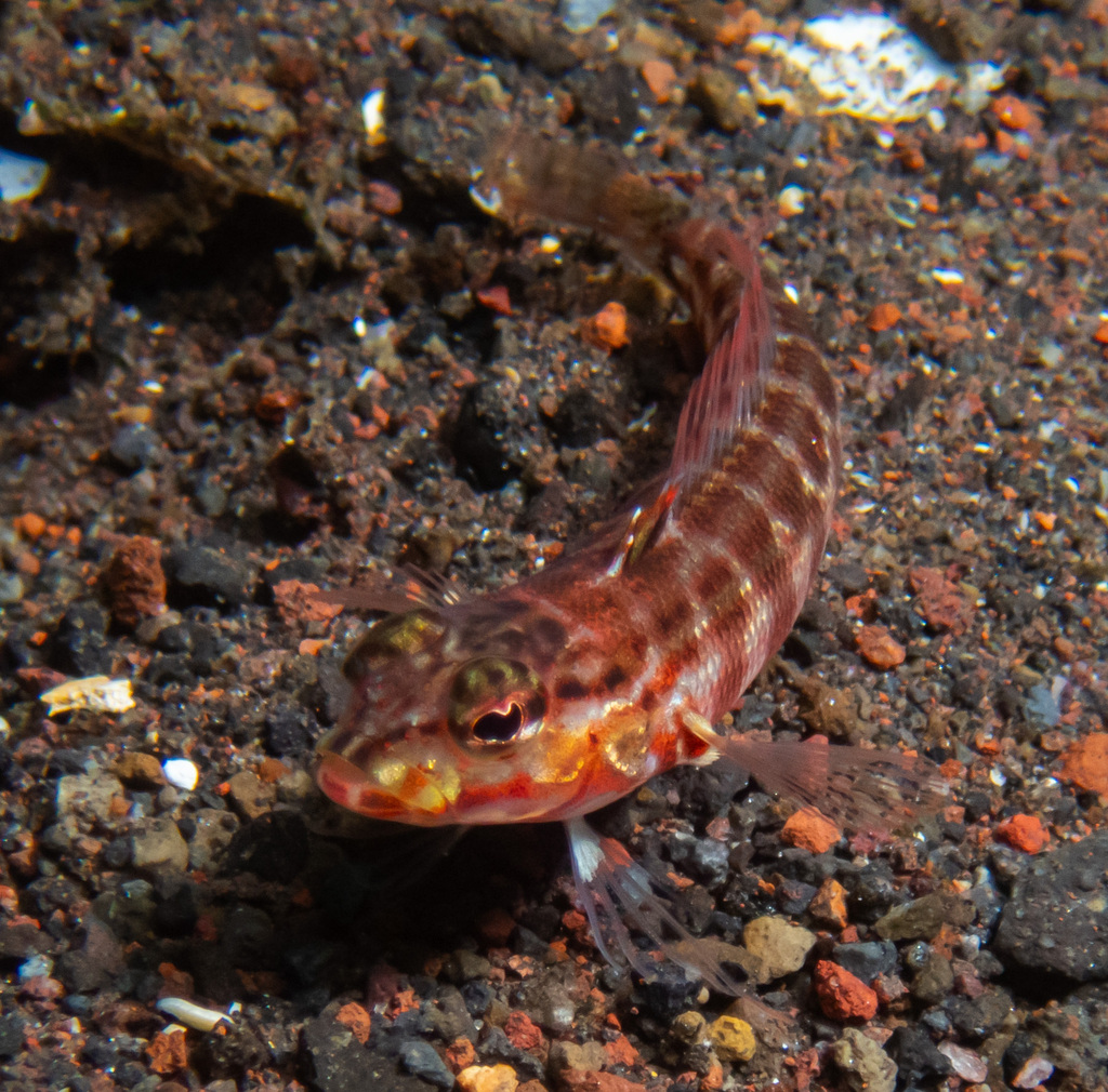 Flagfin Weever