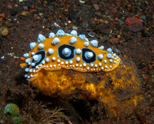 Ocellate Phyllidia (Phyllidia ocellata)