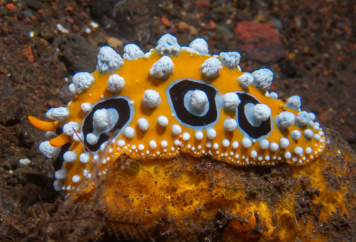 Ocellate Phyllidia (Phyllidia ocellata)