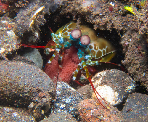 Peacock Mantis Shrimp (Odontodactylus scyllarus)