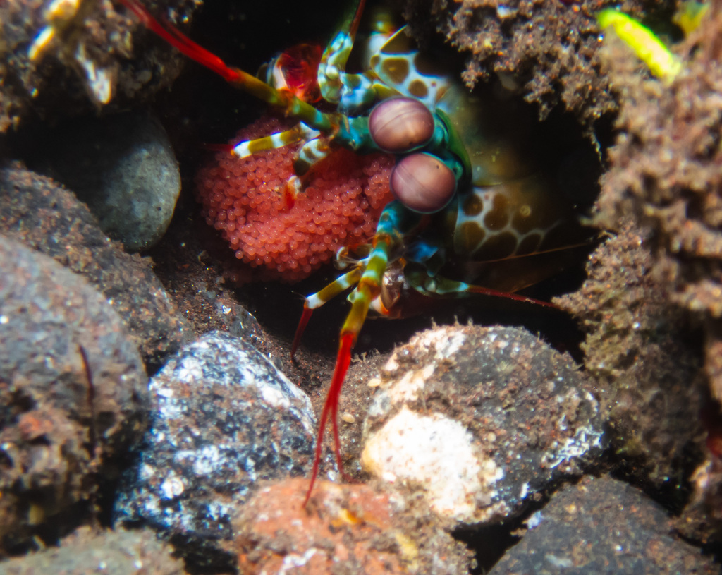 Peacock Mantis Shrimp (Odontodactylus scyllarus) — recorded at Pyramids