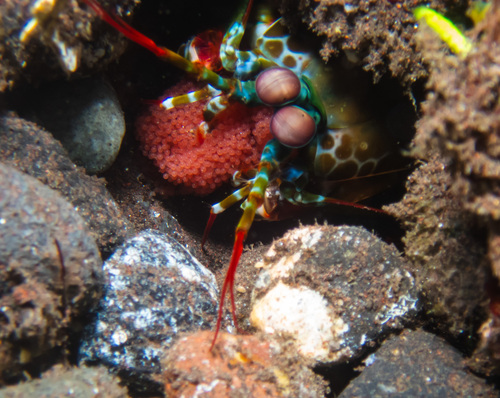 Peacock Mantis Shrimp (Odontodactylus scyllarus)