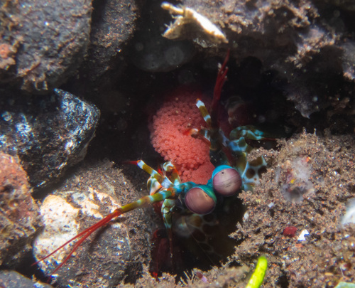 Peacock Mantis Shrimp (Odontodactylus scyllarus)