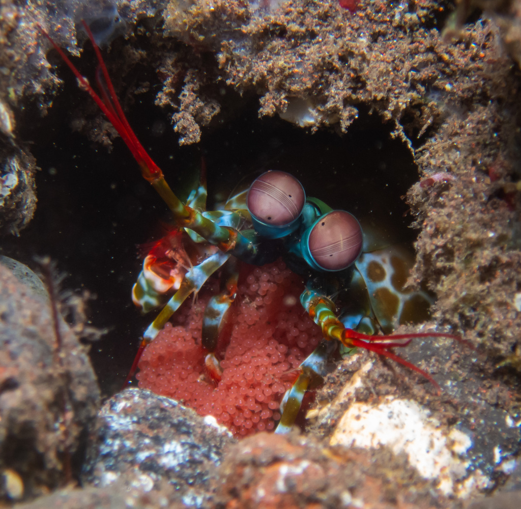 Peacock Mantis Shrimp (Odontodactylus scyllarus) — recorded at Cantik Point