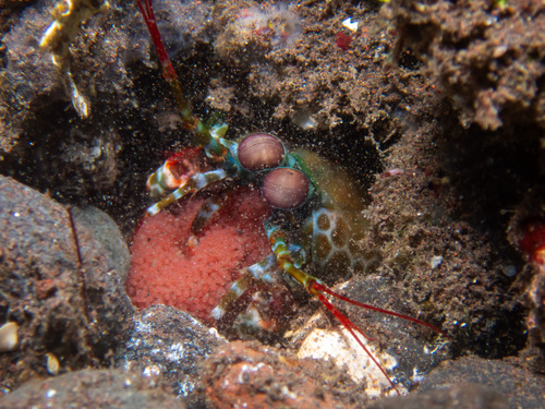 Peacock Mantis Shrimp (Odontodactylus scyllarus)
