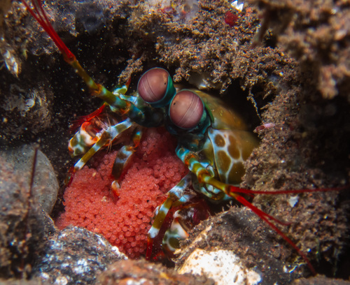 Peacock Mantis Shrimp (Odontodactylus scyllarus)