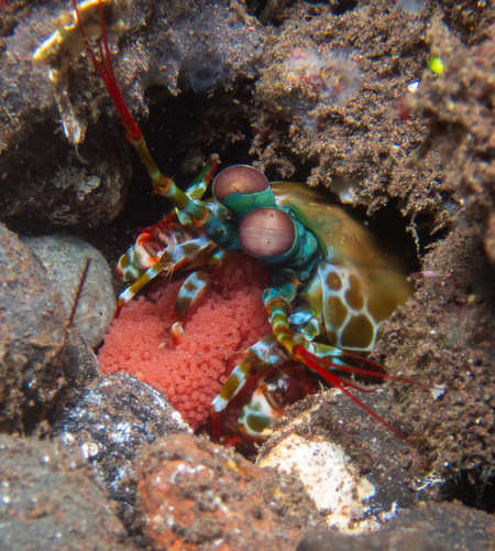 Peacock Mantis Shrimp (Odontodactylus scyllarus)