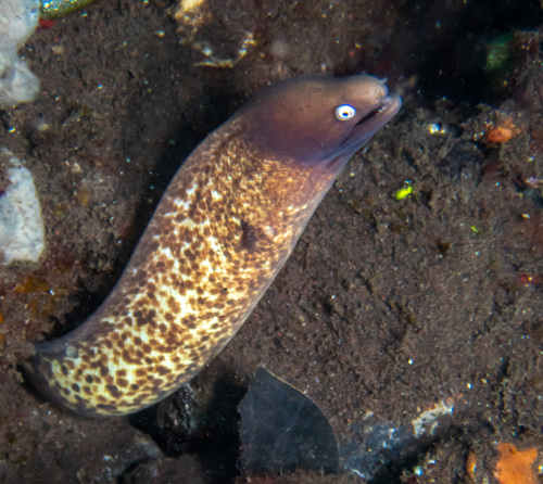 White-eyed Moray (Gymnothorax thyrsoideus)