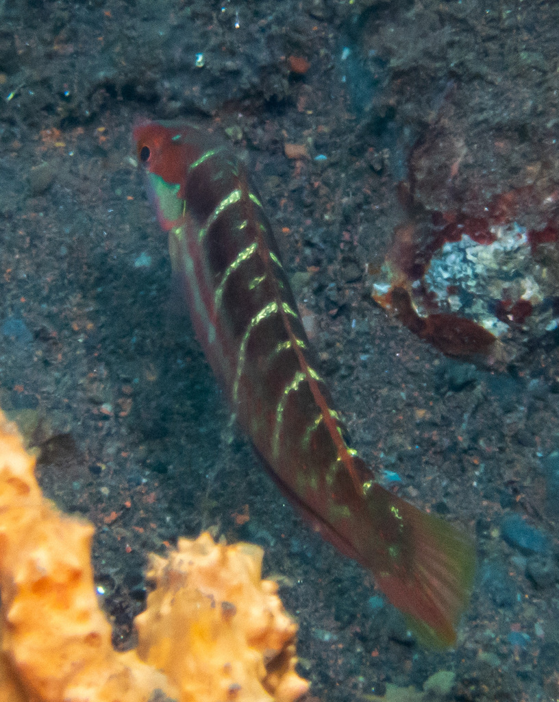 Pale-barred Coris