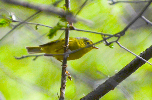 Bianchi's Warbler (Phylloscopus valentini), photo 8