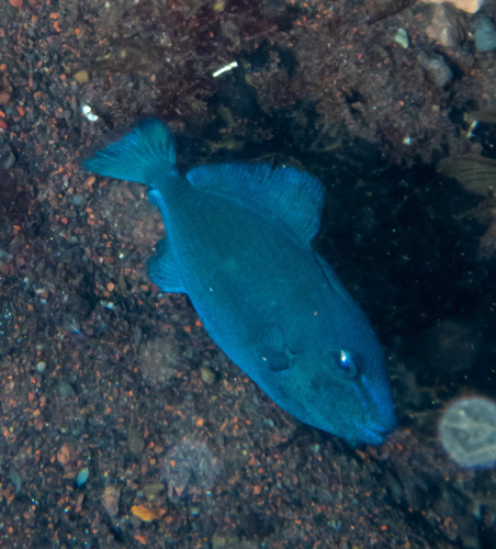 Redtooth Triggerfish (Odonus niger)