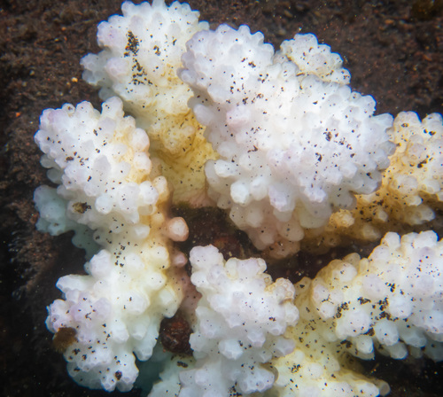 Cauliflower Coral (Pocillopora verrucosa)