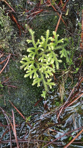 Lycopodiella cernua iNat (1)