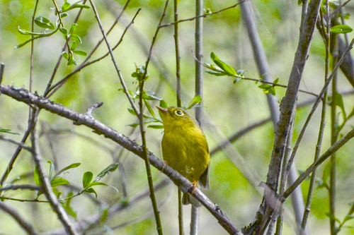 Bianchi's Warbler (Phylloscopus valentini), photo 6
