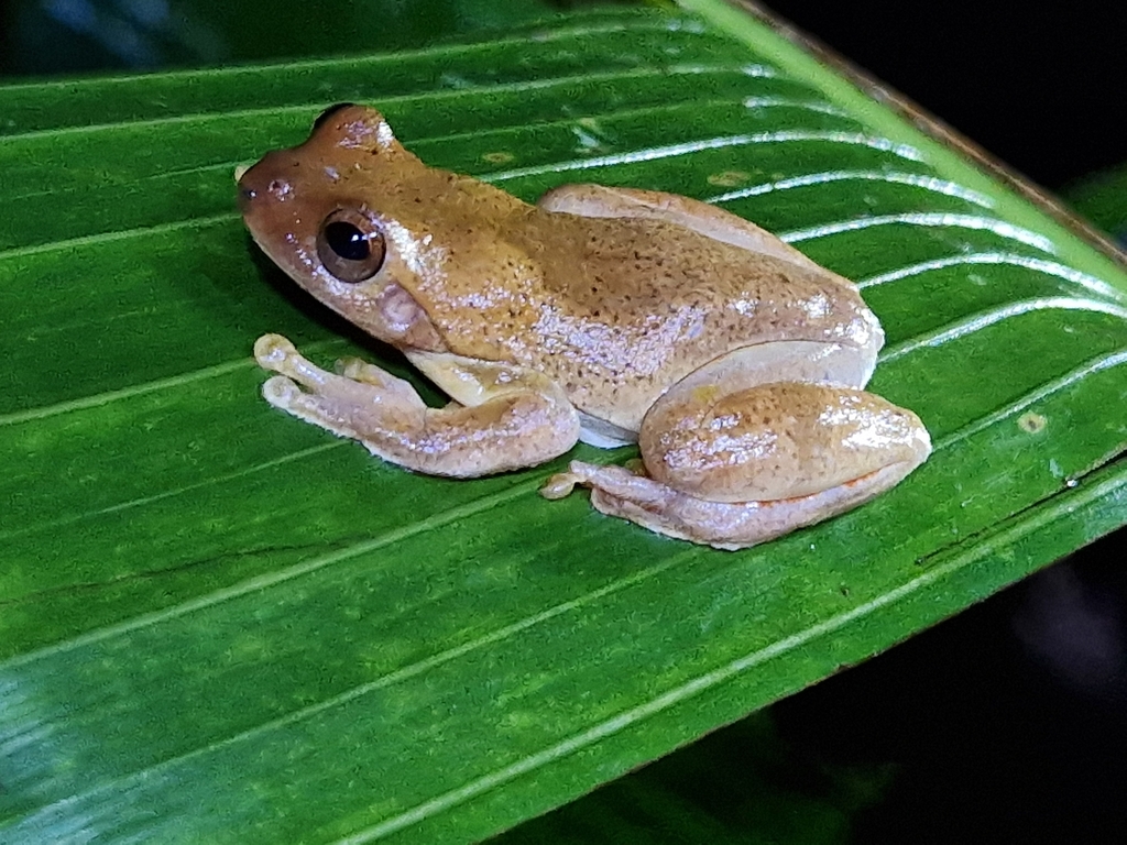 Mahogany Tree Frog from Bijagua, Provincia de Alajuela, Upala ...