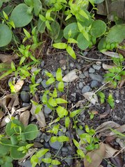 Bridal Creeper (Asparagus asparagoides)