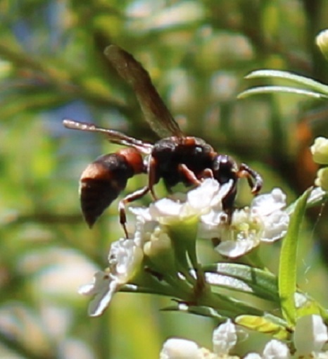 Potter and Mason Wasps from Smiths Lake NSW 2428, Australia on January ...