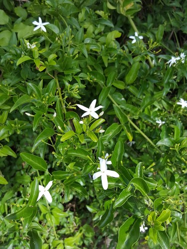 Jasminum polyanthum