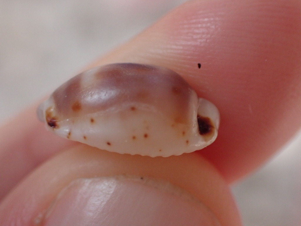 Cowrie