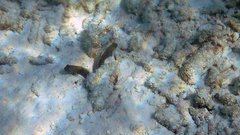 Cryptocentrus cinctus