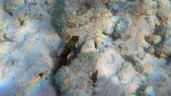 Cryptocentrus cinctus