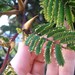 Acacia cornigera - Photo (c) kafka4prez,  זכויות יוצרים חלקיות (CC BY-SA)