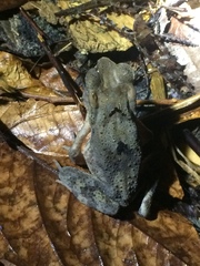 Ingerophrynus celebensis