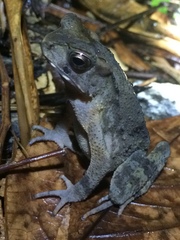 Ingerophrynus celebensis