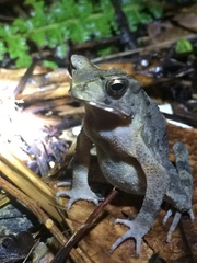 Ingerophrynus celebensis