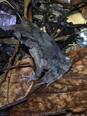 Ingerophrynus celebensis