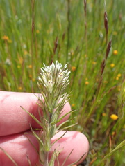 Castilleja attenuata
