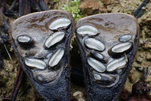 field bird's nest fungus