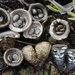 Field Bird's Nest Fungus - Photo (c) Taye Bright, some rights reserved (CC BY-NC), uploaded by Taye Bright