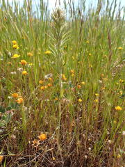 Castilleja attenuata