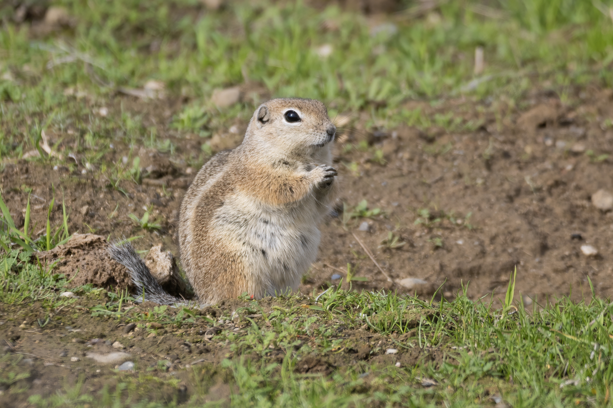 nelson's antelope ground squirrel, nelson's antelope squirrel, san joaquin antelope ground squirrel, san joaquin antelope squirrel